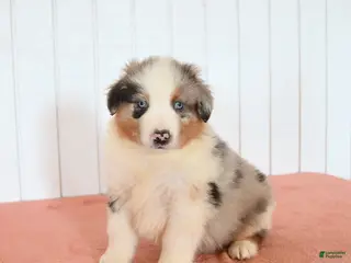 Australian Shepherd dogs for sale: Nicky - Ad 3