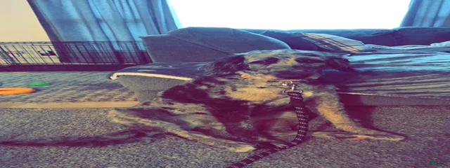 Nori