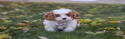 Cavapoo dogs for sale: Alice - Ad 2