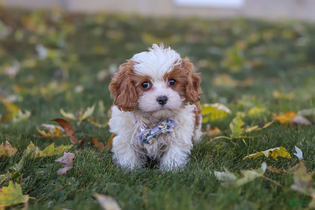 Cavapoo dogs for sale: Alice - Ad 2
