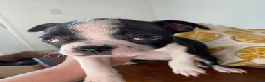 Gertrude