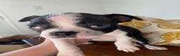 Boston Terrier dogs for sale: Gertrude - Ad 1