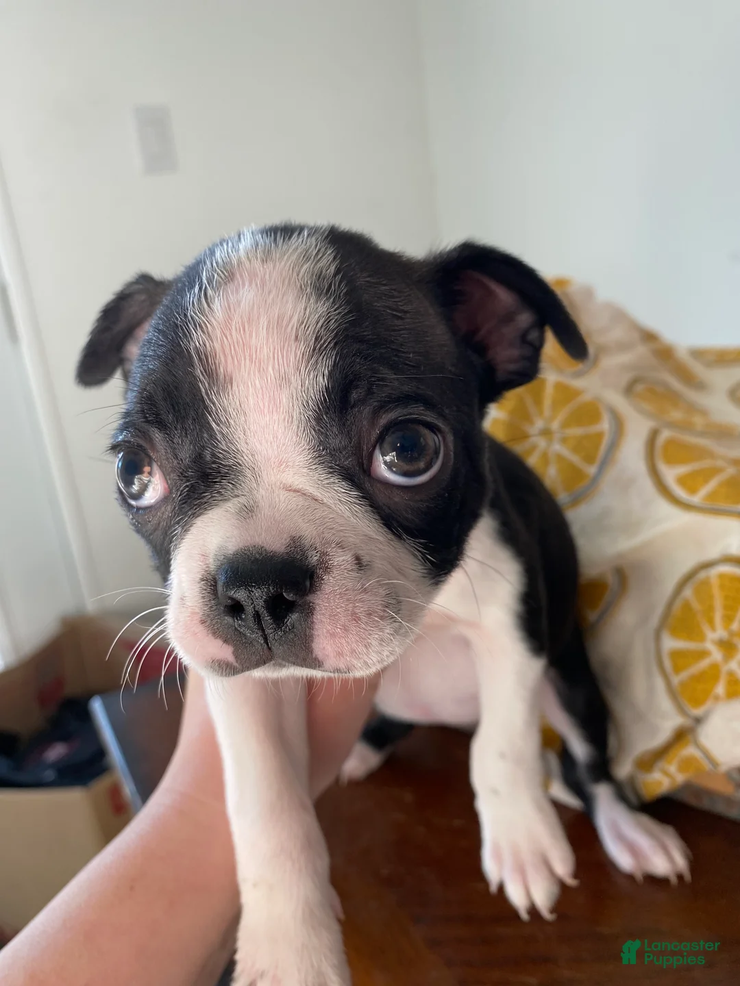 Boston Terrier dogs for sale: Gertrude - Ad 1