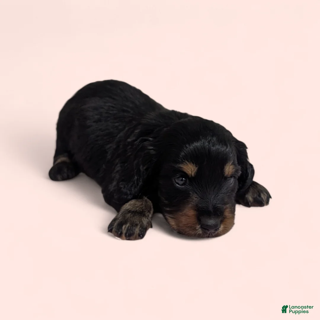Miniature Dachshund dogs for sale: Sandy - Ad 4