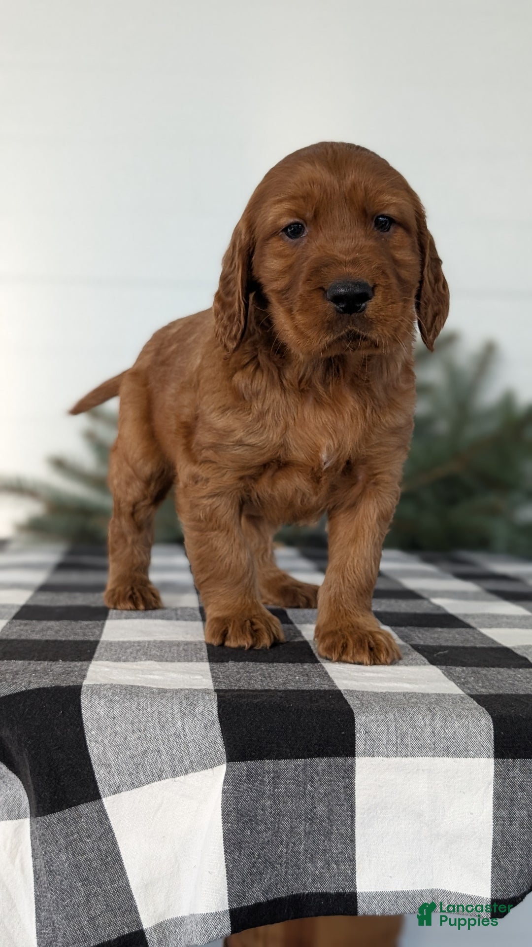 Irish Setter dogs for sale: Enzo  - Ad 7