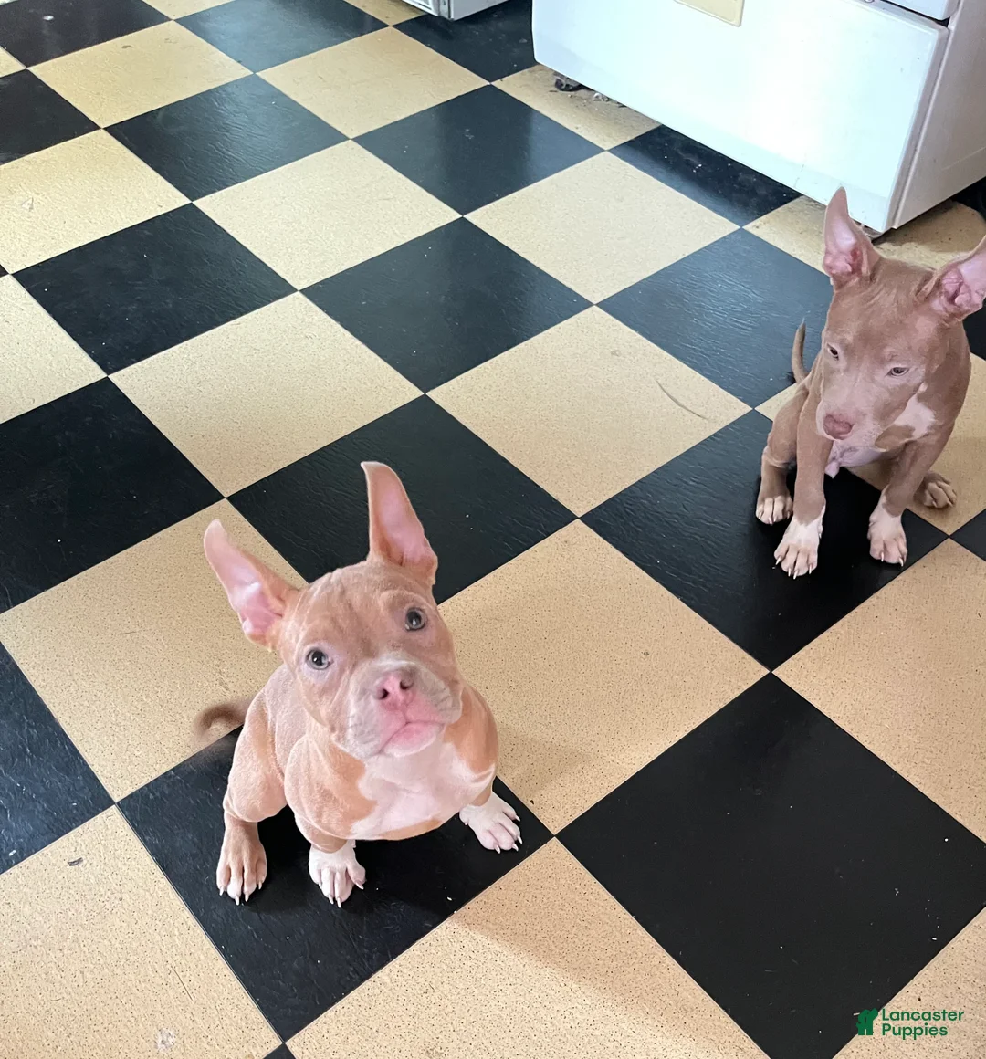 American Bully dogs for sale: American Bully 6 - Ad 2