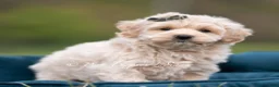 Maltipoo dogs for sale: Oakley - Ad 4