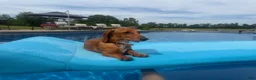 Dachshund dogs for sale: Dax - Ad 6