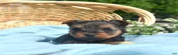 Yorkshire Terrier dogs for sale: Pretzel - Ad 3