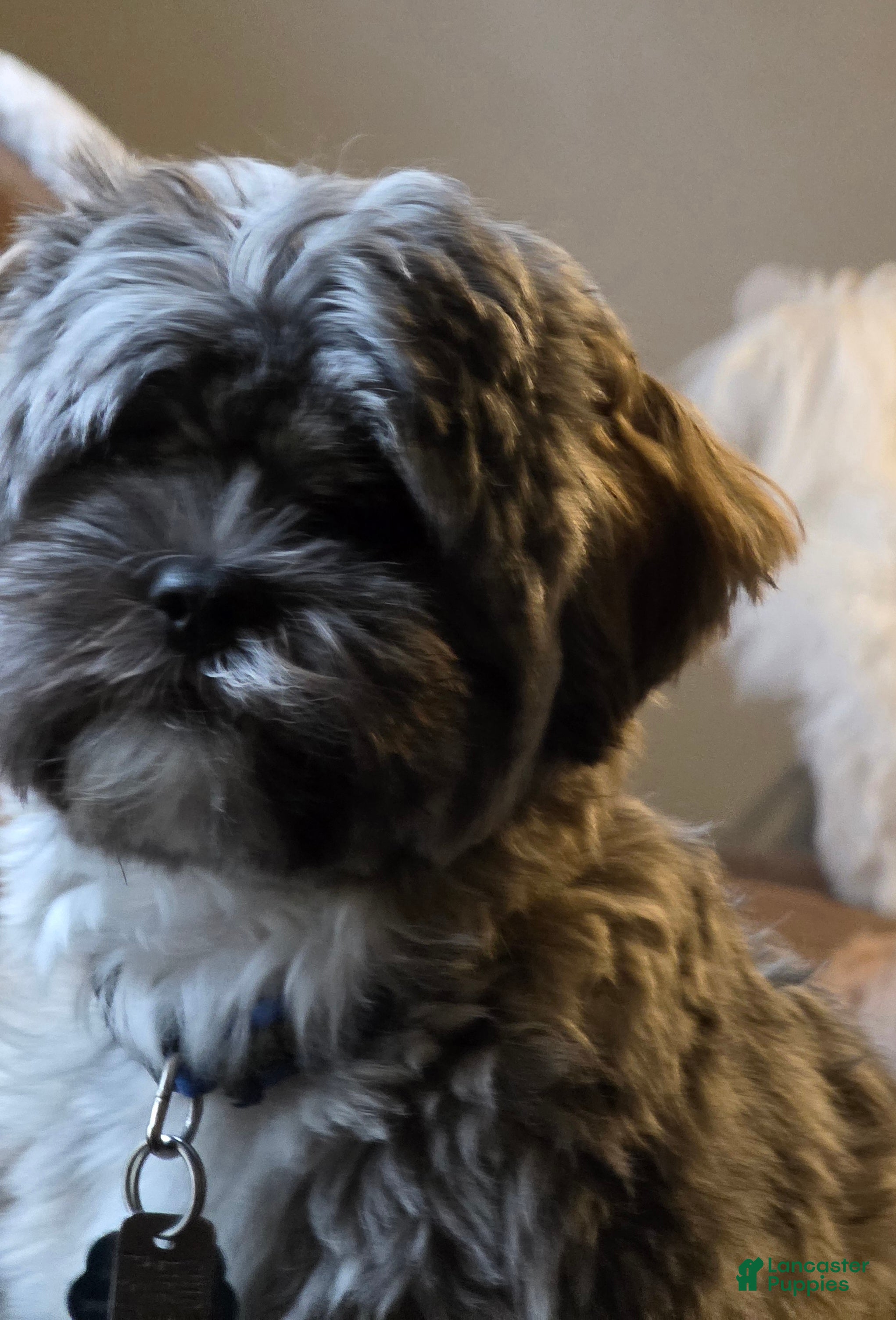 Mixed Breed dogs Mixed Breed Puppy 1 (Henry) - Ad 41