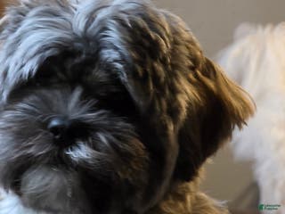 Mixed Breed dogs Mixed Breed Puppy 1 (Henry) - Ad 36