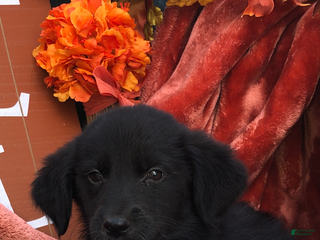 Mixed Breed dogs - Ad 42