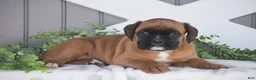 Boxer dogs for sale: Gemma - Ad 1