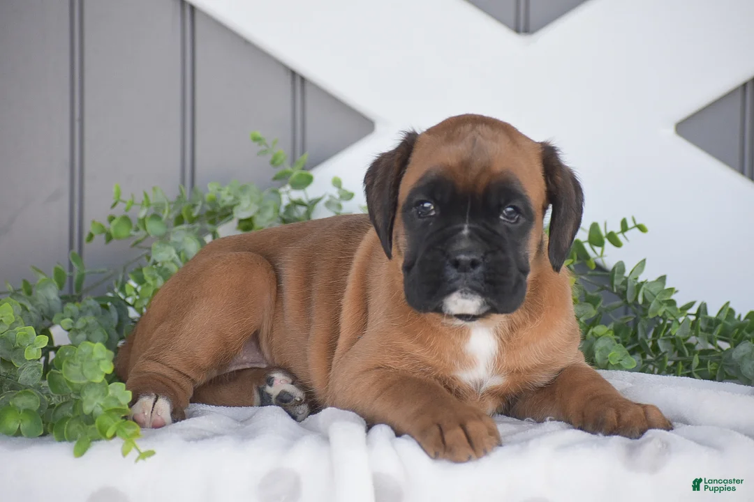 Boxer dogs for sale: Gemma - Ad 1