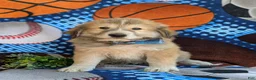 Mixed Breed dogs for sale: Mitchell - Ad 3