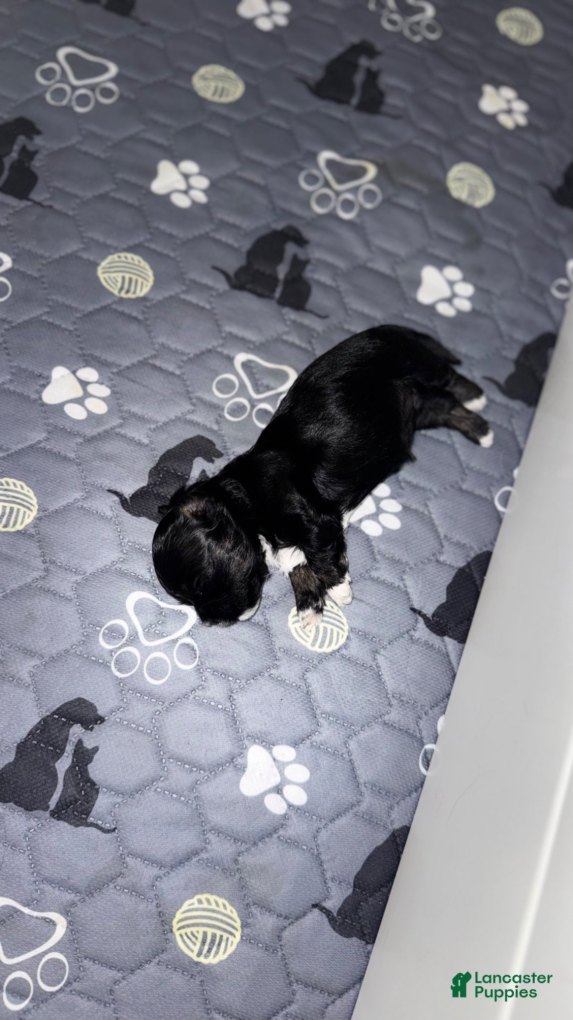 Mixed Breed dogs for sale: Tiny - Ad 1