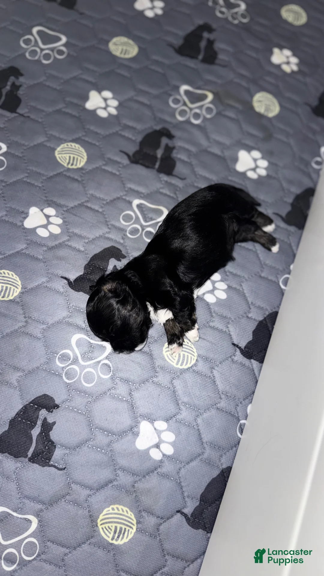 Mixed Breed dogs for sale: Tiny - Ad 1