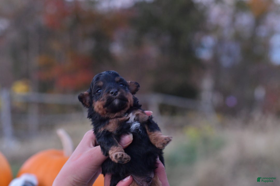 Mini Aussiedoodle dogs for sale: Grizzly - Ad 3