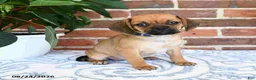 Puggle dogs for sale: Shoshannah - Ad 3