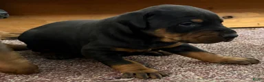 Doberman Pinscher Puppy 3