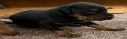 Doberman Pinscher dogs for sale: Doberman Pinscher Puppy 3 - Ad 1