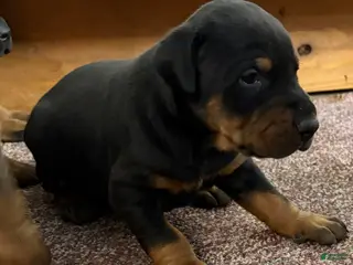 Doberman Pinscher dogs Doberman Pinscher Puppy 3 - Ad 24