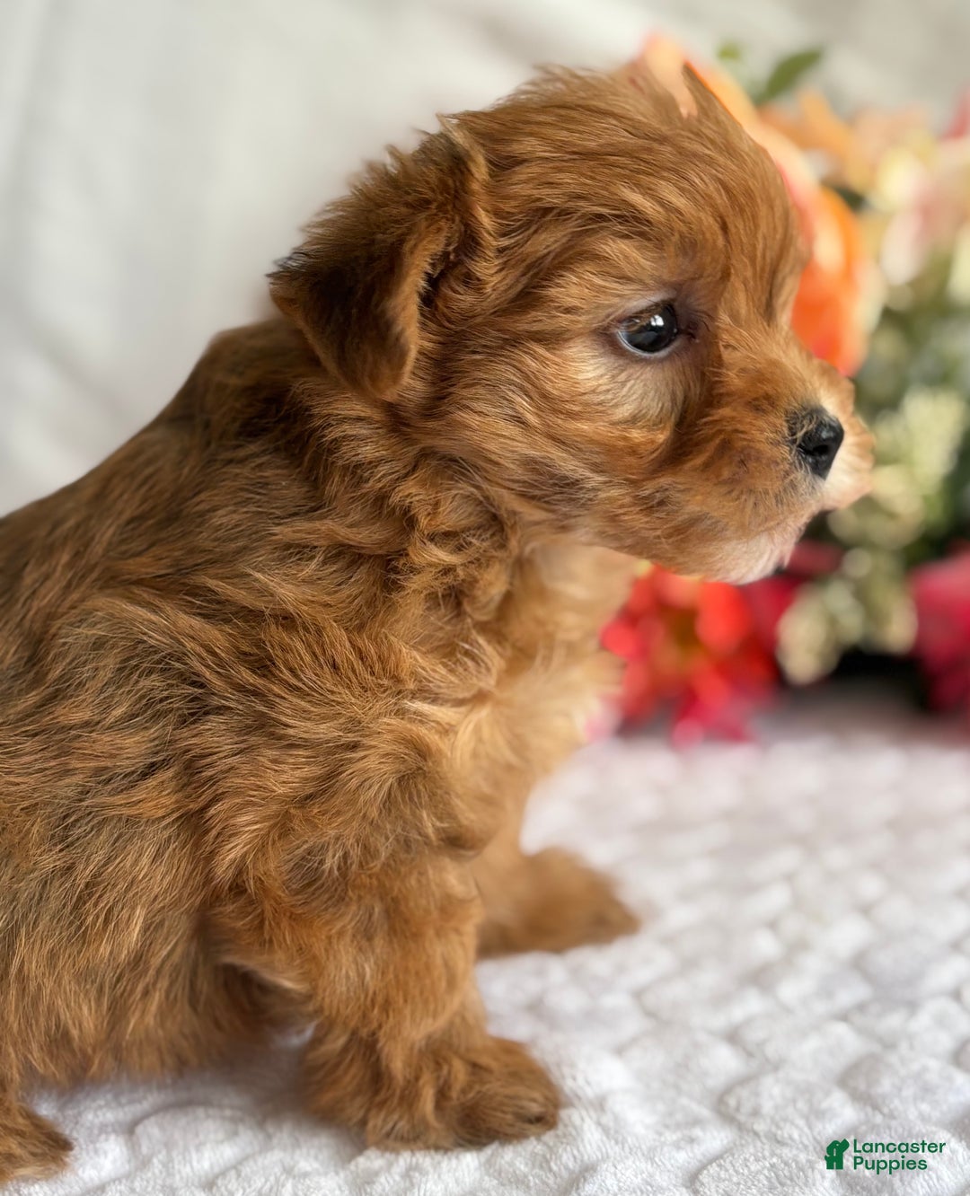 Morkie dogs for sale: Natalie - Ad 2