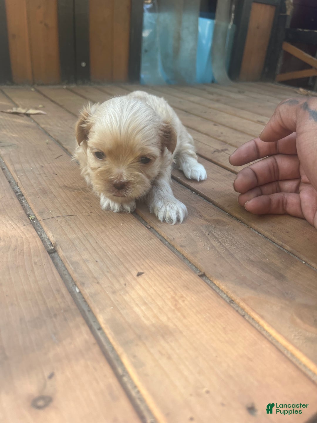 Malshi dogs for sale: Malshi Puppy 1 - Ad 2