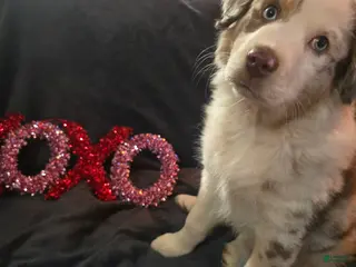 Australian Shepherd dogs Clifford - Australian Shepherd Puppy 1 - Ad 35