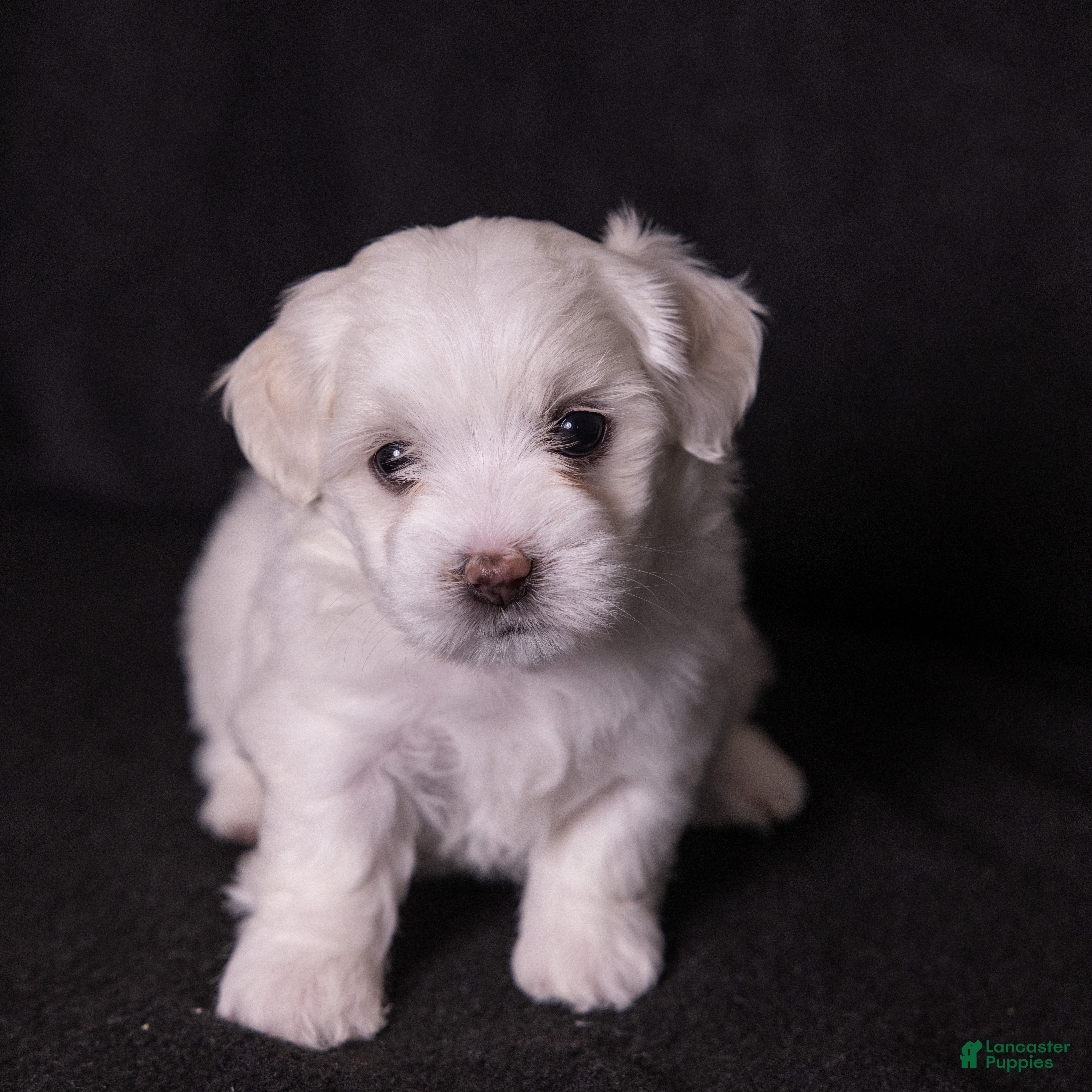 Coton De Tulear dogs Orchid  - Ad 1
