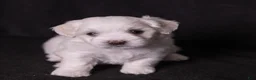 Coton De Tulear dogs for sale: Orchid  - Ad 6
