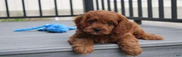 Cavapoo dogs for sale: Major  - Ad 9