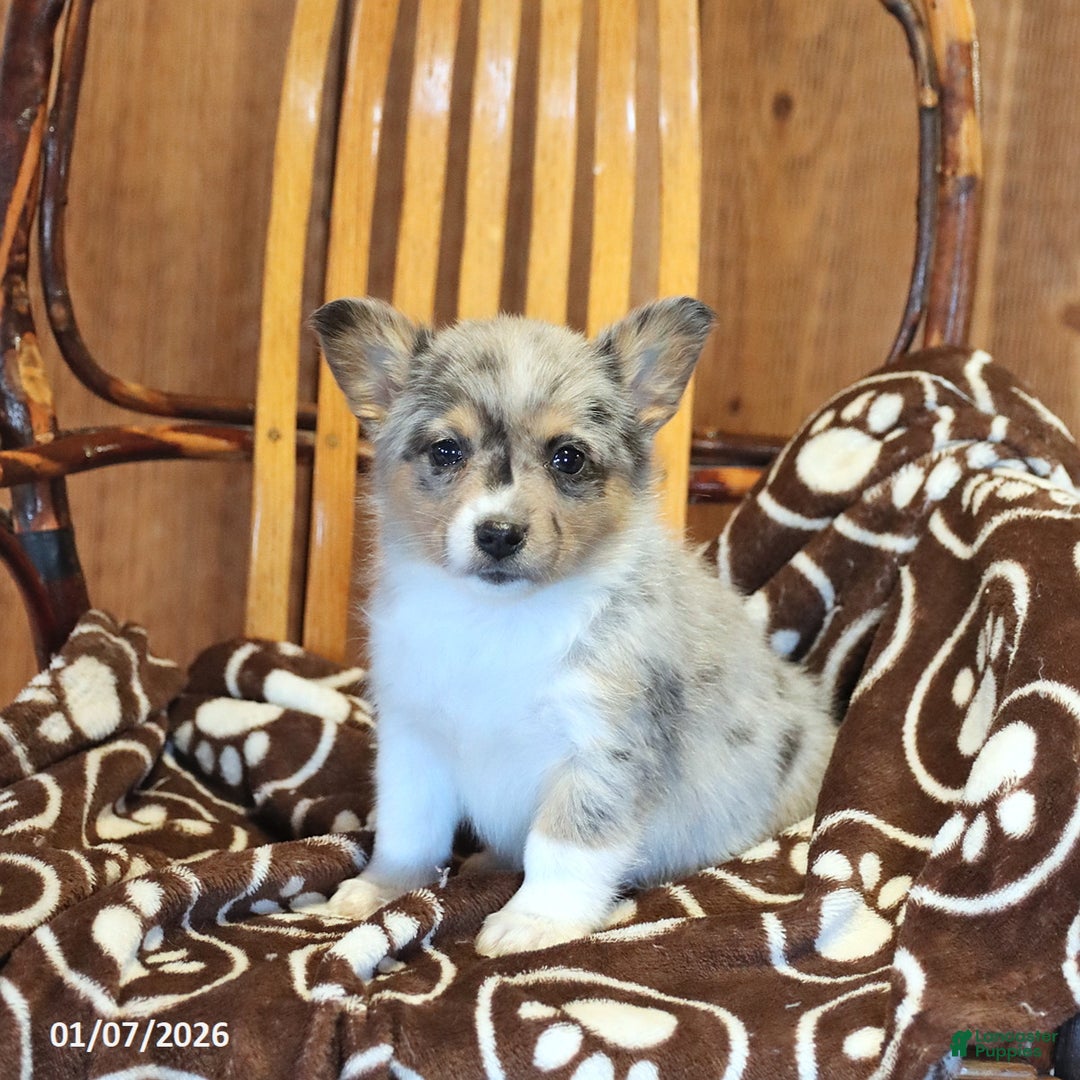 Mixed Breed dogs for sale: Abby - Ad 5