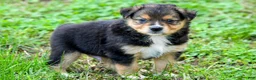 Miniature Australian Shepherd dogs for sale: Miniature Australian Shepherd 2 - Ad 4