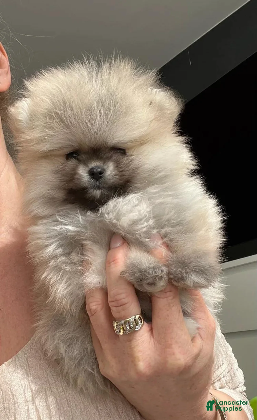 Pomeranian dogs for sale: Maya - Ad 1