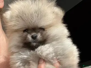Pomeranian dogs Maya - Ad 11