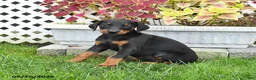 Doberman Pinscher dogs for sale: Petal - Ad 3