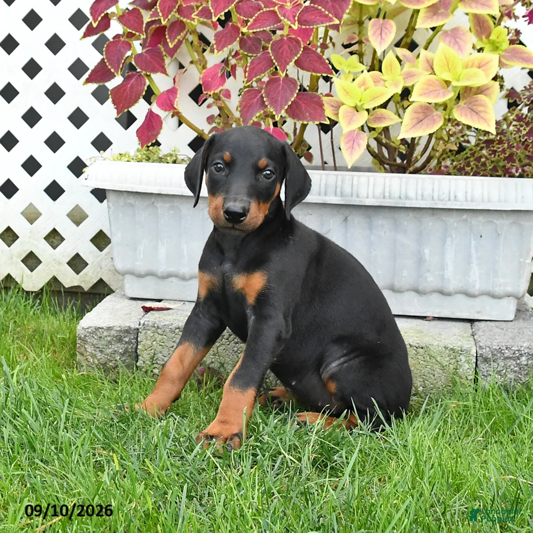 Doberman Pinscher dogs for sale: Petal - Ad 3