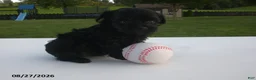 Yorkiepoo dogs for sale: Jack - Ad 3