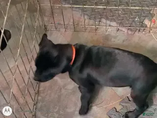 Mixed Breed dogs Mixed Breed Puppy 6 - Ad 20