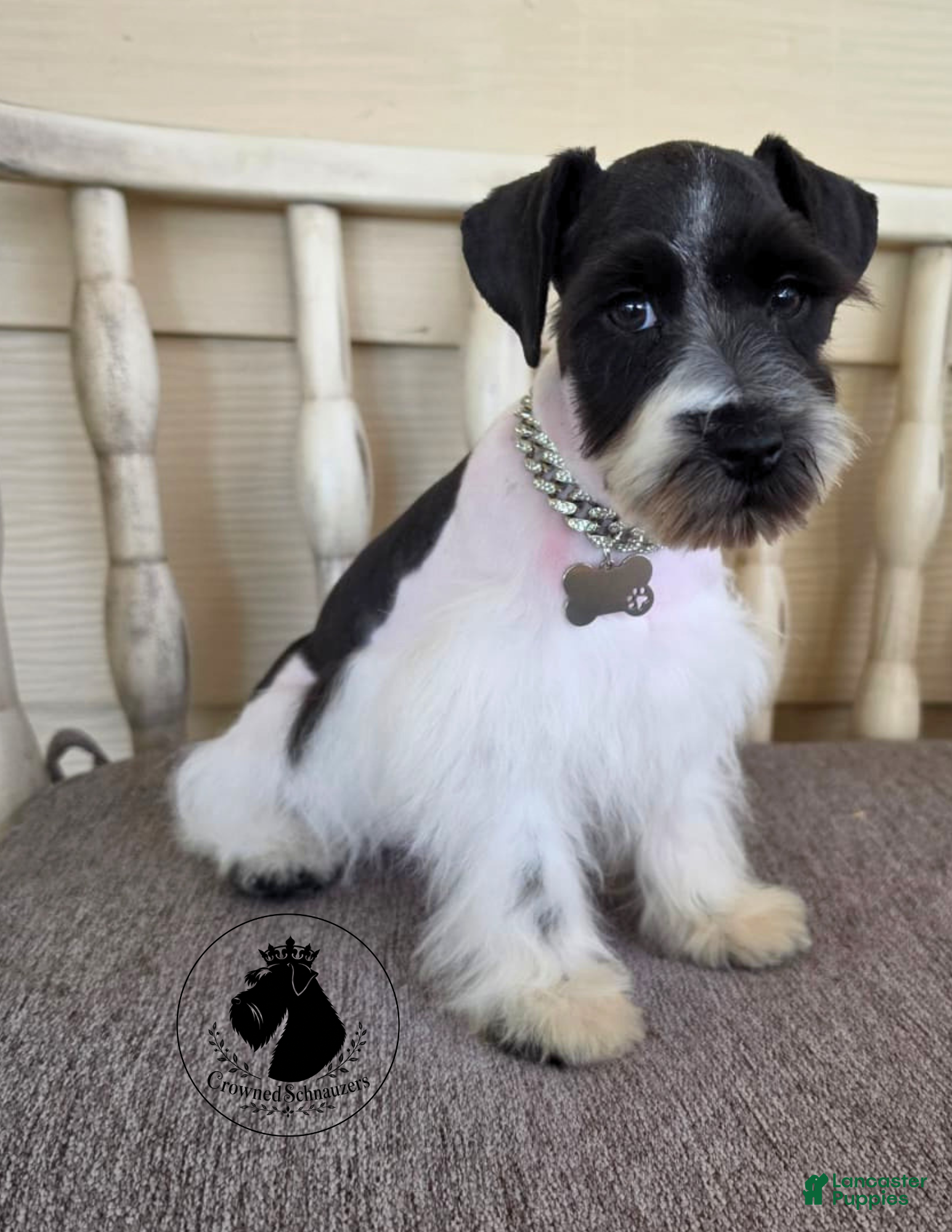 Miniature Schnauzer dogs Maverick black parti  - Ad 2