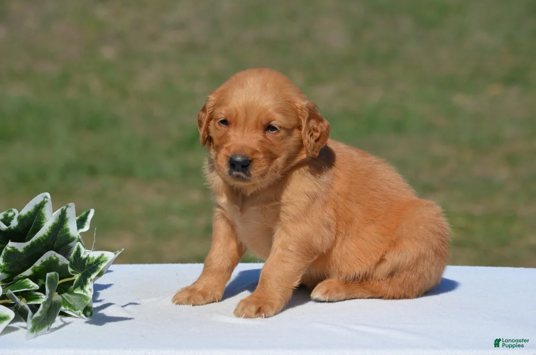 Golden Retriever dogs for sale: Shawn - Ad 1