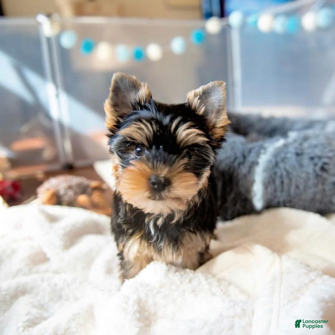 Yorkshire Terrier dogs for sale: Sandy - Ad 5