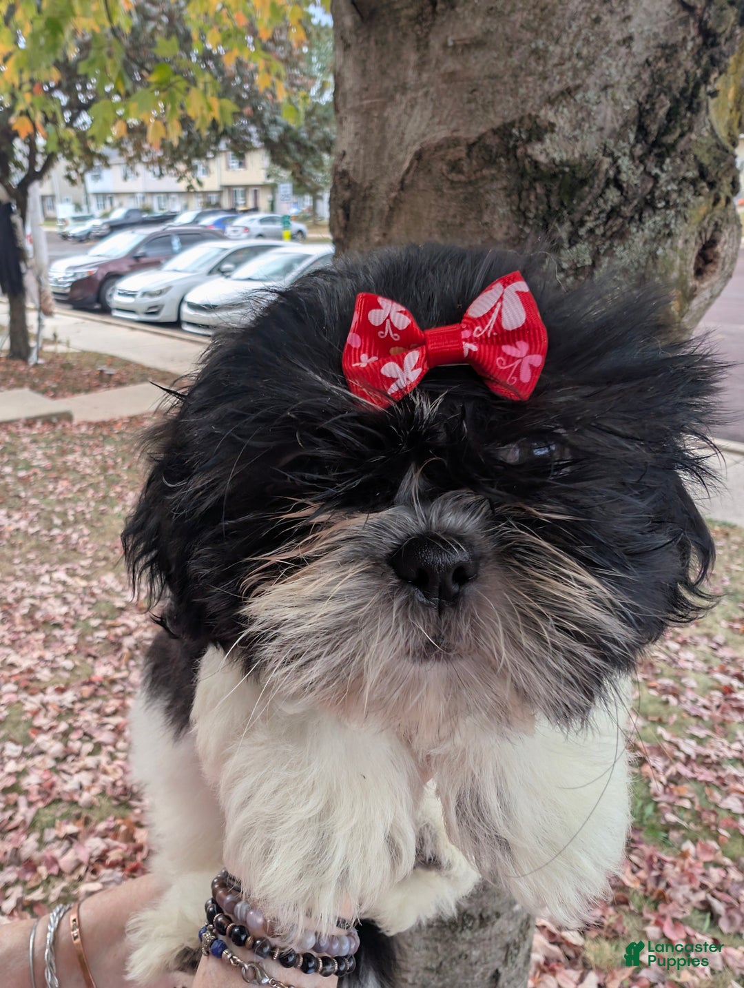 Shih Tzu dogs for sale: Shih Tzu Puppy 3 - Ad 2