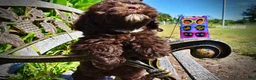Havapoo dogs for sale: Jolene-LABOR DAY SALE-TAKE $100 OFF!!! - Ad 5