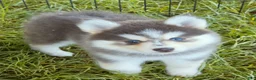 Pomsky dogs for sale: Luna Blue - Ad 2