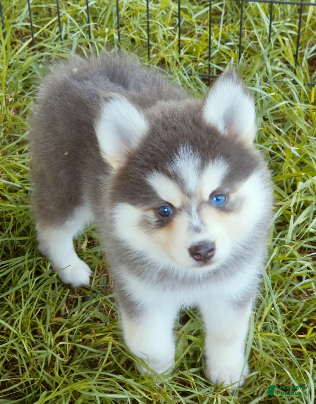Pomsky dogs for sale: Luna Blue - Ad 2