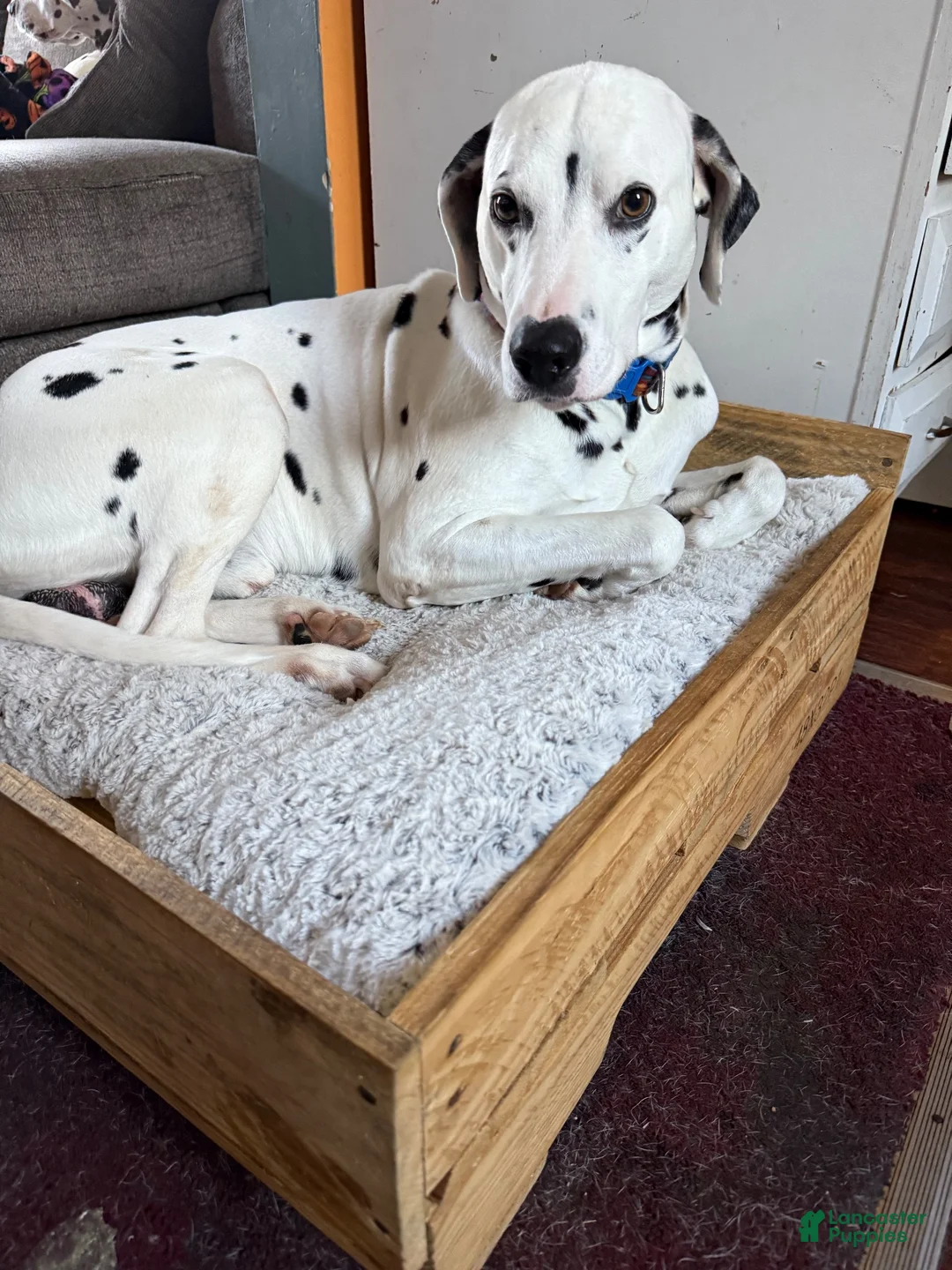 Dalmatian dogs for stud: Cooper - Ad 7