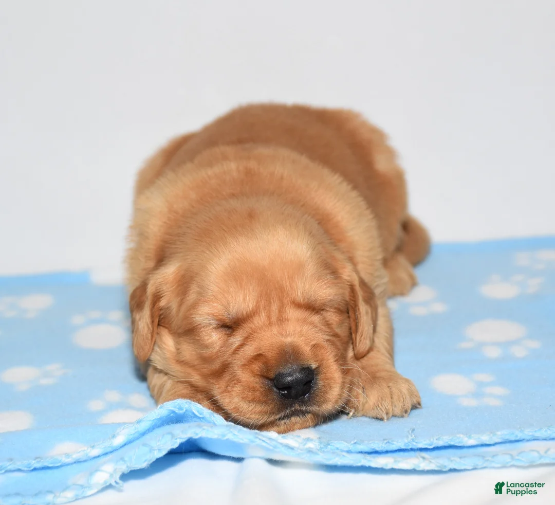 Golden Retriever dogs for sale: Aza - Ad 2