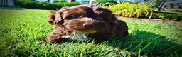 Havapoo dogs for sale: Chewy - Ad 10